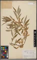 Foto von Salix acmophylla Boiss.